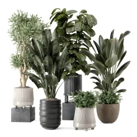 Indoor plants in rusty concrete pot